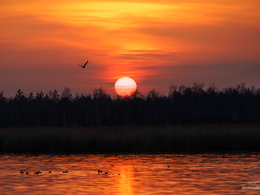 Sonnenuntergang am Federsee